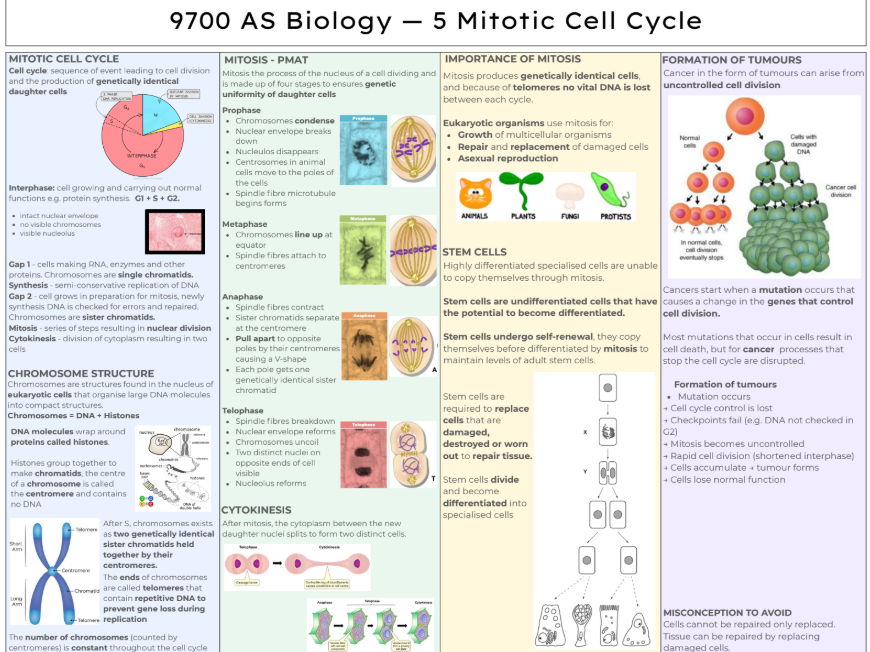 Mitotic Cell Cycle Knowledge Organiser AS Bio