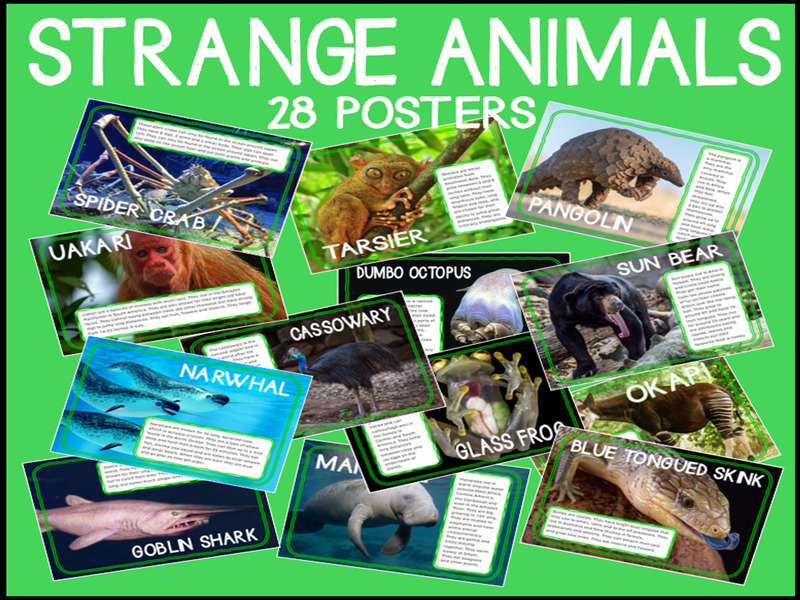 Strange and Unusual Animals Posters