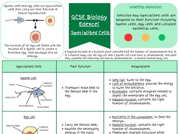 GCSE Biology Specialised Cells Revision Pack (Sperm, Egg and Cilliated epithelial cell +Questions)