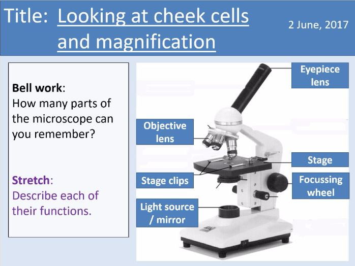 Year 7 Cells lesson 4 - Cheek cells practical and magnification