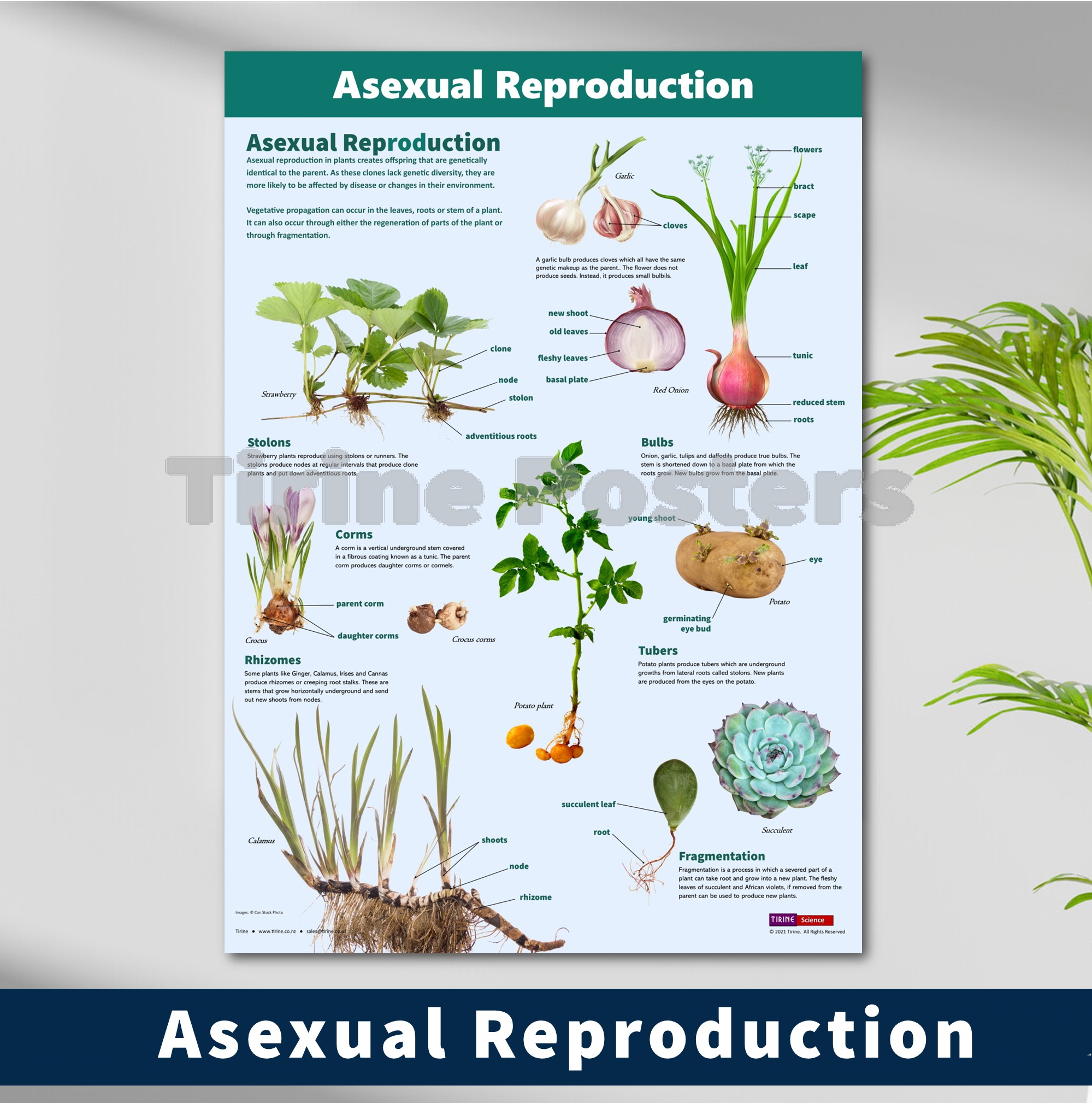 Asexual Reproduction In Plants Plant Reproduction The Biology