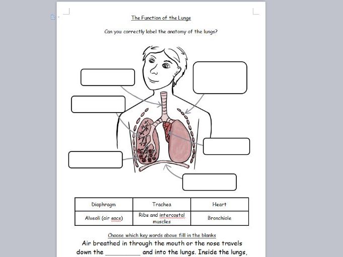 KS2 Science Function of the Lungs Labelling Worksheet with Fill in the Blanks to Describe Breathing