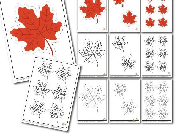 Maple Leaf Red Template Activity Set | Cutting, Coloring & Tracing for Preschool