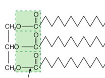 AQA 3.1.3 Lipids