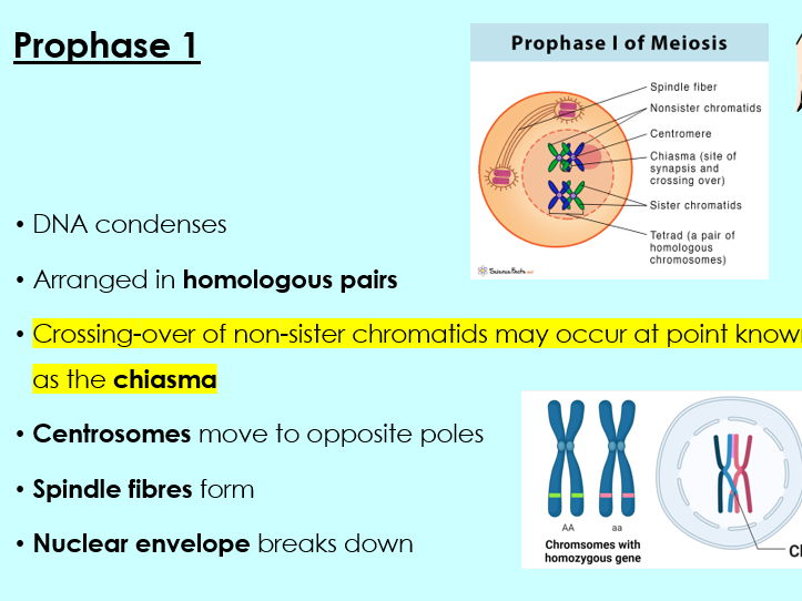 OCR A - A Level Bio, Stages of meiosis, 2.1.6 (f) and (g)