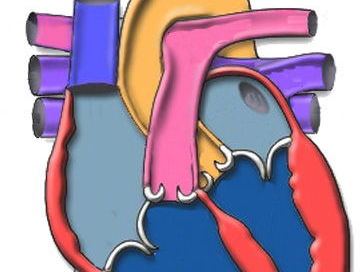 OCR Biology Heart Structure and dissection