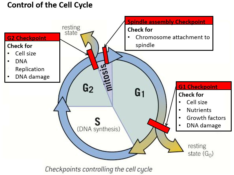 Cell Division, Specialisation, and Stem Cells:  A-Level Biology Ultimate Bundle