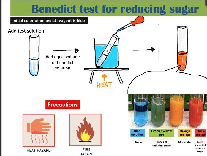 Biological Molecules IGCSE