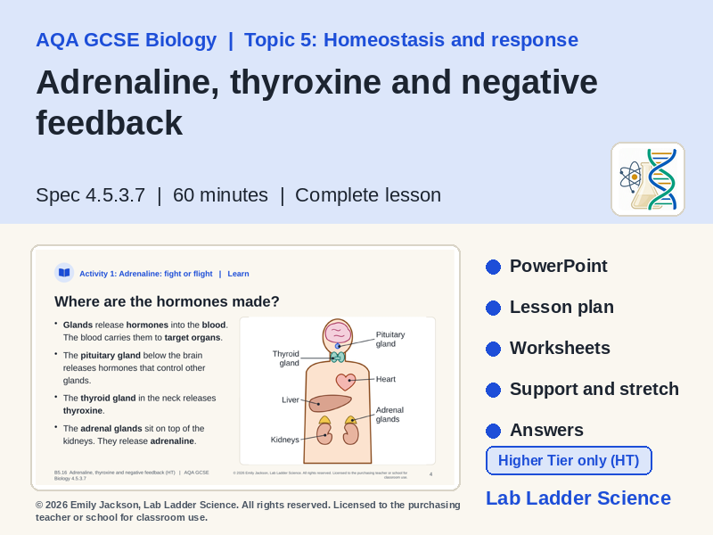 B5-16 Adrenaline & Thyroxine: AQA GCSE Biology