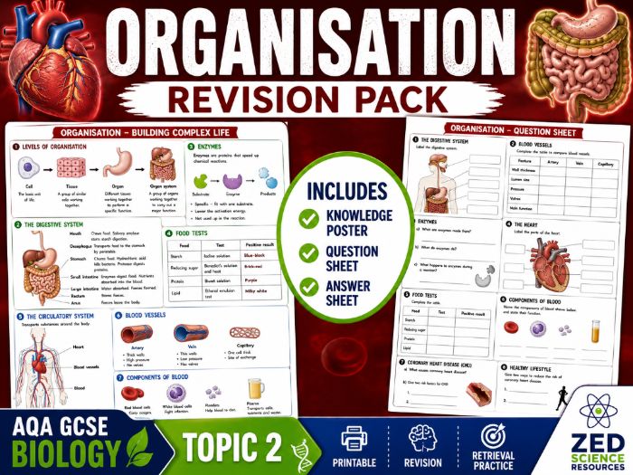 AQA GCSE Biology Topic 2 Organisation Revision Pack | Knowledge Poster & Worksheet