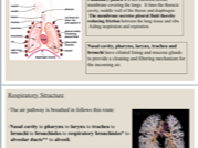 A level Edexcel Respiratory System PowerPoint