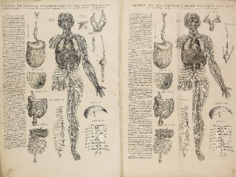 Build a Body : Vesalius, dissection & anatomy