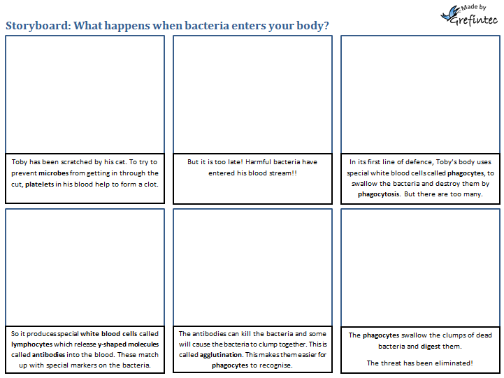 Storyboard: What happens when bacteria enter your body?