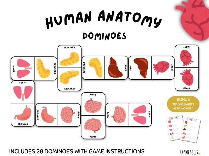 Human Anatomy Dominoes Game Digital Download Human Body Internal Organs Educational Game Printable