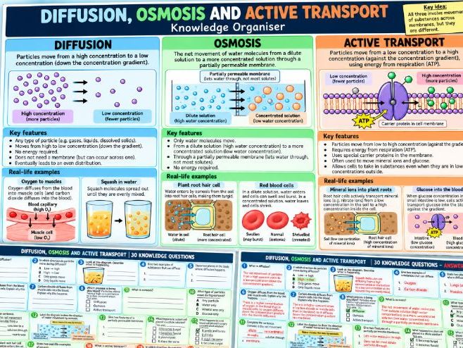 Diffusion, Osmosis & Active Transport | Knowledge Organiser + 30 Questions + Answers