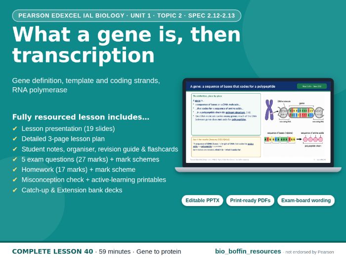 IAL Biology Edexcel – Genes & Transcription