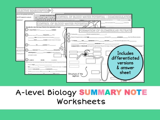 Kidney Homeostasis A-level Biology Summary Worksheet Bundle