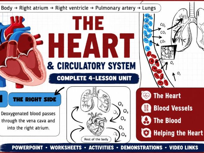 The Heart -KS3 Presentation & worksheets