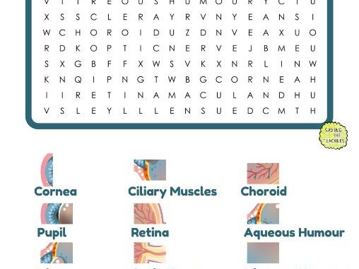 Parts of the Human Eye Word Search with Illustrations | KS2 & KS3 Science
