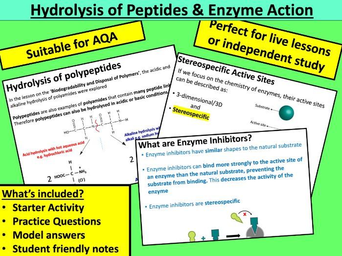 Hydrolysis of Peptides and Enzyme Action (AQA)