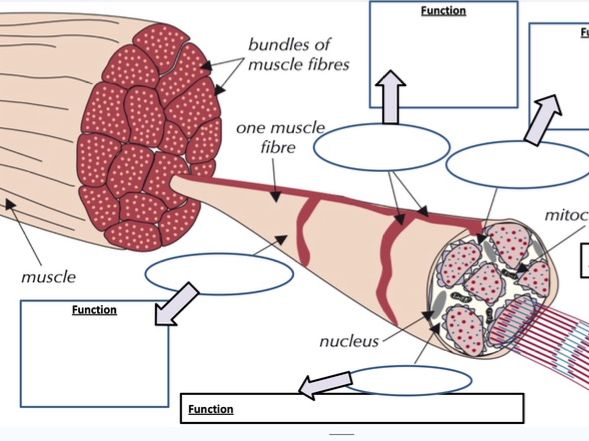 Muscle Structure - AQA Contraction Intro and Sarcomere