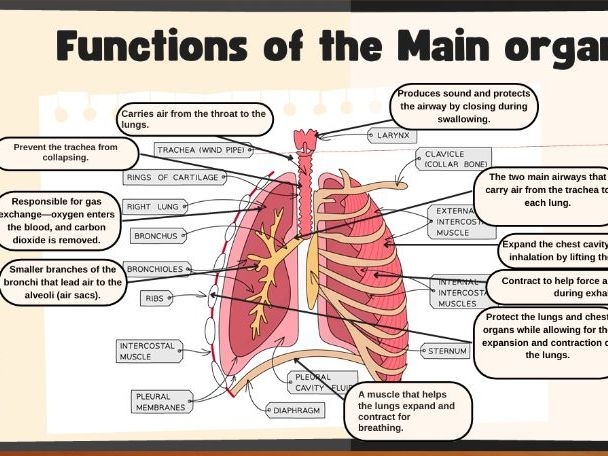 Respiratory system full lesson