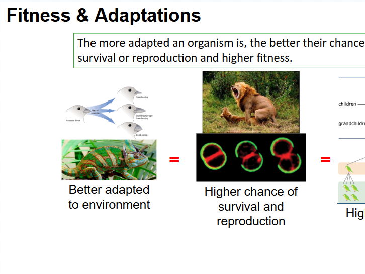 Natural Selection and Speciation A Level - Plus Exam Questions/Answers