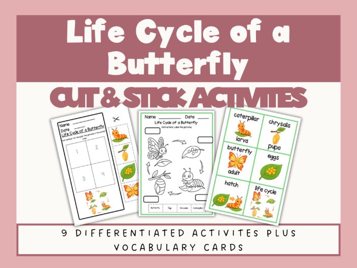 Life Cycle of a Butterfly. Cut & Stick Worksheets Activities Craft . EYFS - Y1