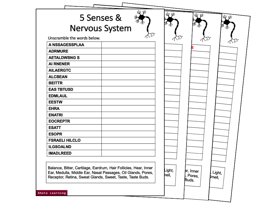 5 Senses and Nervous System Science Activity Word Scramble Vocabulary
