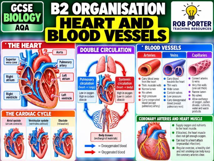 GCSE Biology Heart & Blood Vessels – Knowledge Organiser + 30 Questions & Answers