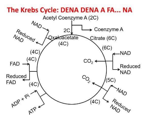 Link Reaction & Krebs Cycle