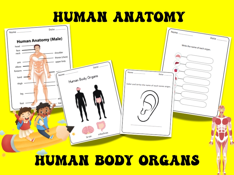 Human Anatomy - Human body organs
