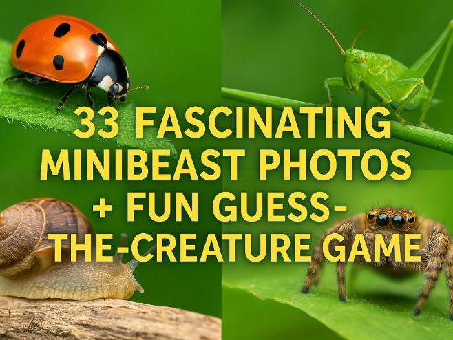 33 Fascinating Minibeast Photos + Fun Guess-the-Creature Game