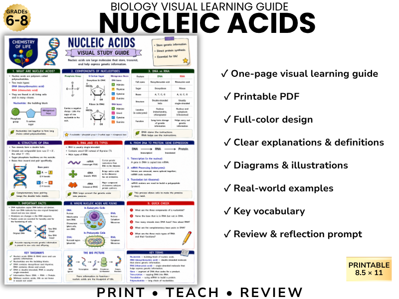 NUCLEIC ACIDS Biology Visual Learning Guide | Grade 8 & Middle School Science