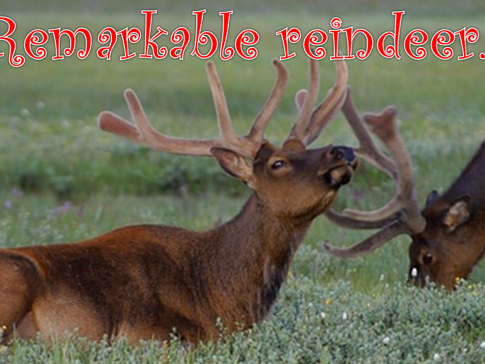 KS2 Reindeer Geography/Science focused Powerpoint lesson