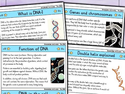 Dna Fact File DNA - Flashcards | Biology | Structure, Function & Genetic Information ...