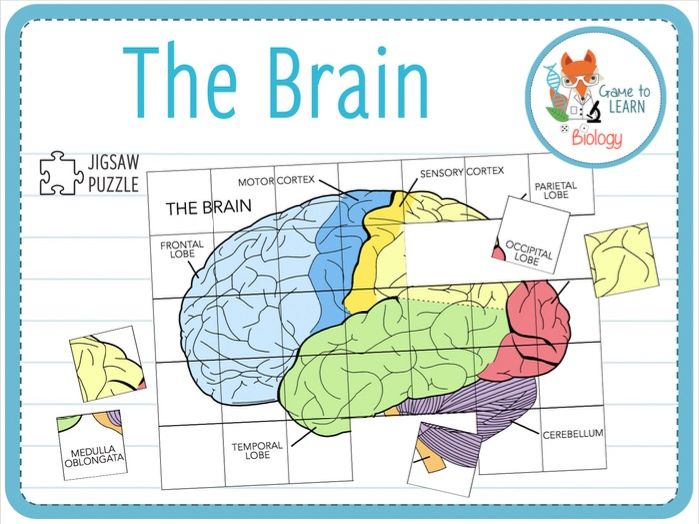 the brain jigsaw puzzle ks45 teaching resources