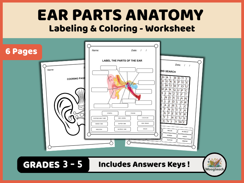 Human Ear Anatomy | The Five Senses | Hearing & Sound | Labeling & Coloring | Biology | KS2 | KS3