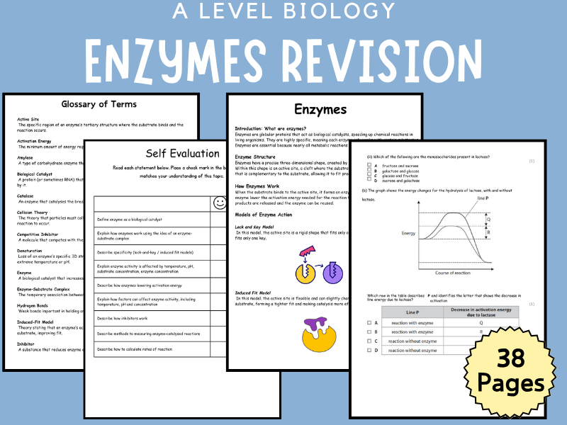 Enzymes Revision Booklet (editable A level Resource)