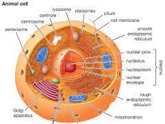 Eukaryotic cells