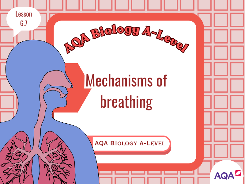 AQA A-Level Biology – Mechanisms of Breathing (Lesson 6.7) | Pulmonary Ventilation