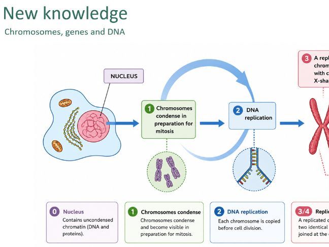 Chromosomes (GCSE)