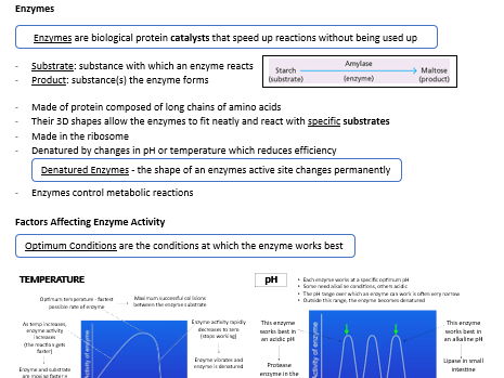Enzymes Notes & Exam Questions