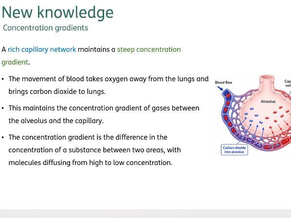 Lung structure