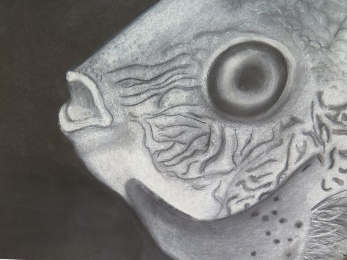 Charcoal and chalk Marine fish