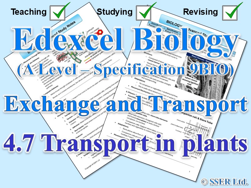 BIOA_EDX Topic Notes: 4.7 Transport in plants