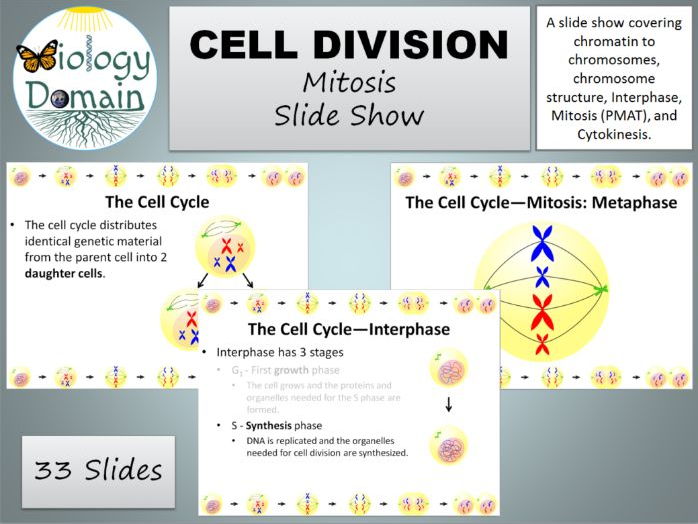 Cell Division: Mitosis Slide Show