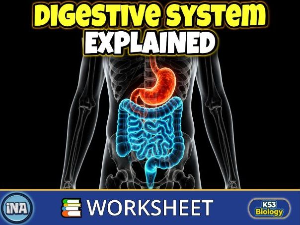 The Human Digestive System - KS3 Biology Worksheet