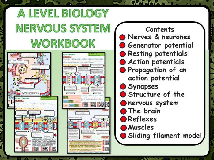 A Level Biology: The Nervous System Workbook