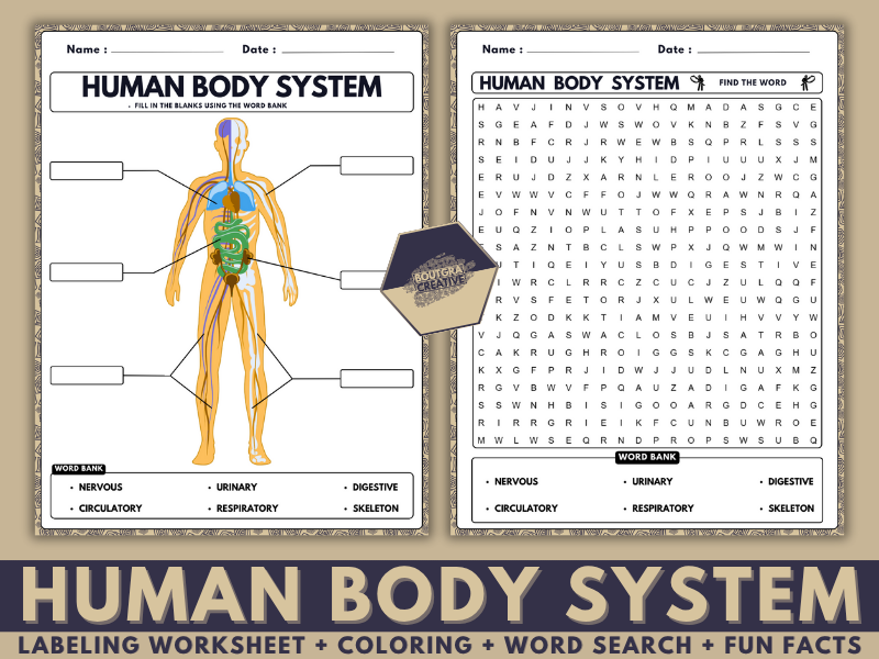 Human Body Systems Worksheets | Labeling, Coloring, Word Search + Fun Facts